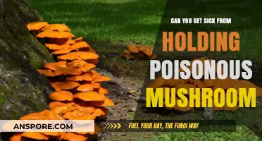 Can Touching Poisonous Mushrooms Make You Ill? Facts Revealed