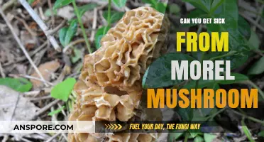 Can Morel Mushrooms Make You Sick? Facts and Safety Tips