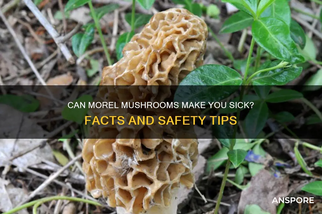 can you get sick from morel mushrooms