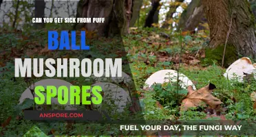Can Puff Ball Mushroom Spores Make You Sick? Facts Revealed