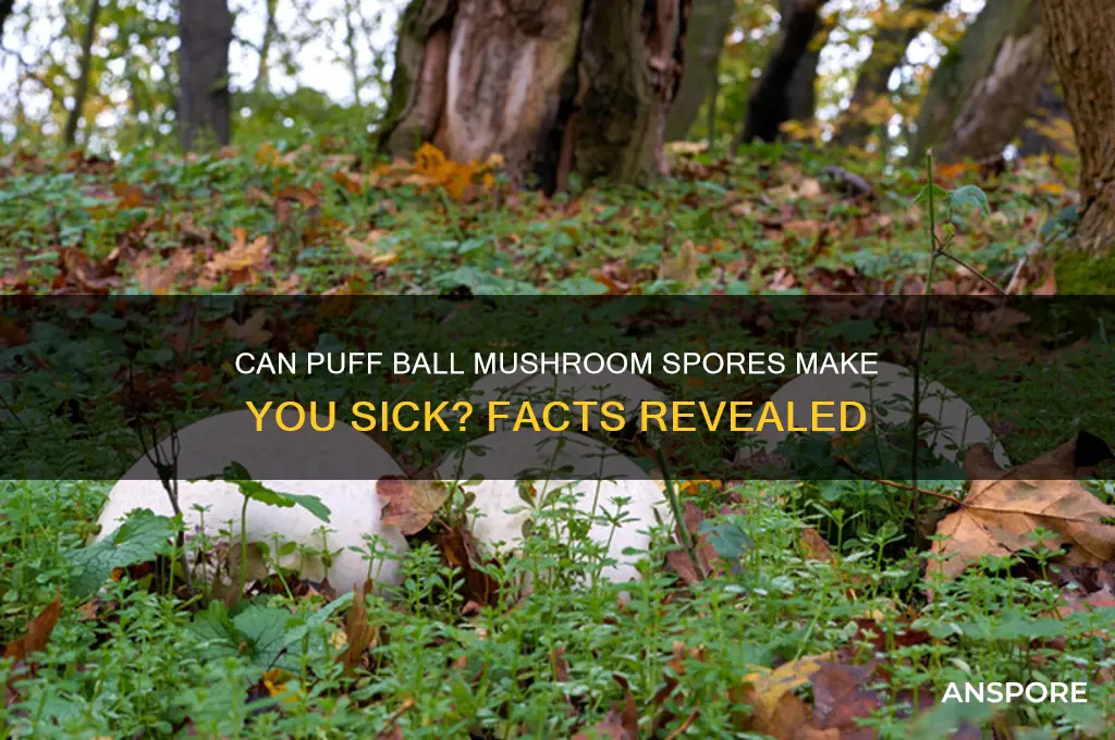 can you get sick from puff ball mushroom spores