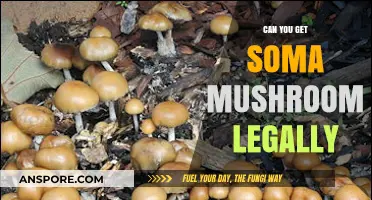 Is Soma Mushroom Legal? Exploring Its Legal Status and Availability