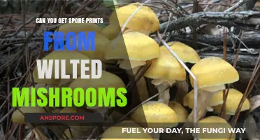 Wilted Mushrooms: Can You Still Obtain Spore Prints Effectively?