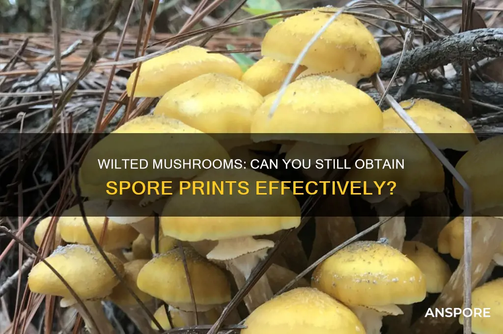 can you get spore prints from wilted mishrooms