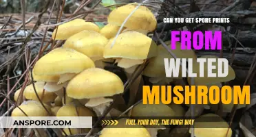 Wilted Mushrooms: Can You Still Obtain Spore Prints Effectively?