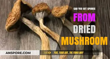 Harvesting Spores from Dried Mushrooms: Possibilities and Practical Methods