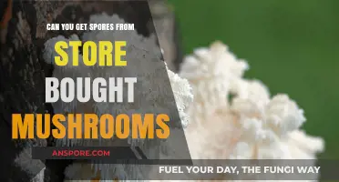Can Store-Bought Mushrooms Yield Spores? A Cultivation Guide