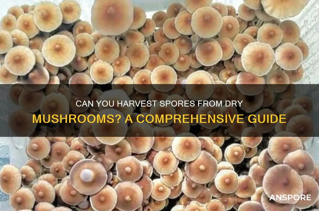 can you get spores off dry mushrooms
