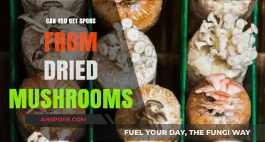 Can Dried Mushrooms Still Carry Spores? A Comprehensive Guide