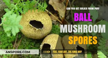 Puff Ball Mushroom Spores: Can They Cause Sulico Infections?