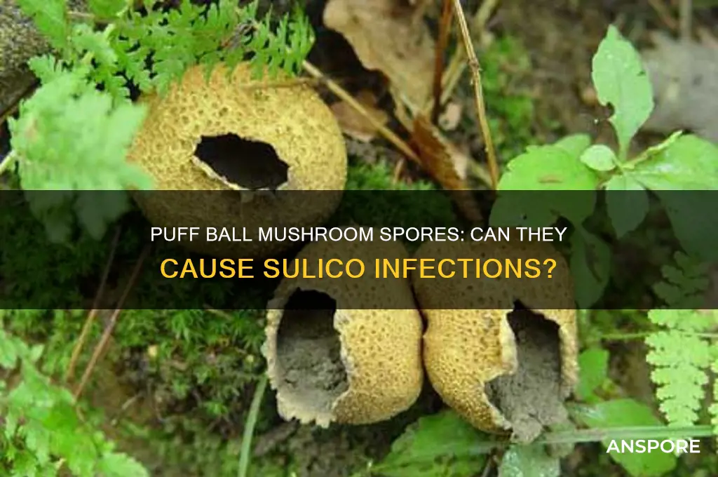 can you get sulico from puff ball mushroom spores