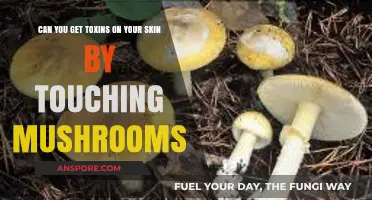 Mushroom Toxins on Skin: Risks of Touching Wild Fungi Explained