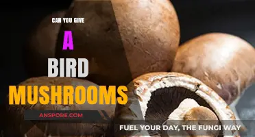 Can Birds Safely Eat Mushrooms? A Comprehensive Guide for Pet Owners