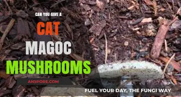 Can Cats Safely Eat Magic Mushrooms? Risks and Facts Explained