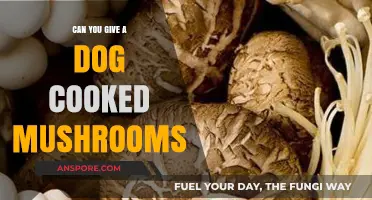 Cooked Mushrooms for Dogs: Safe or Harmful? Expert Advice