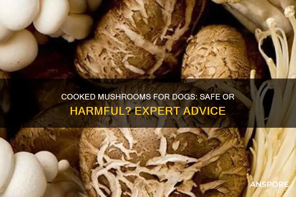 can you give a dog cooked mushrooms