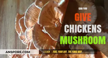 Feeding Chickens Mushrooms: Safe or Risky? A Complete Guide