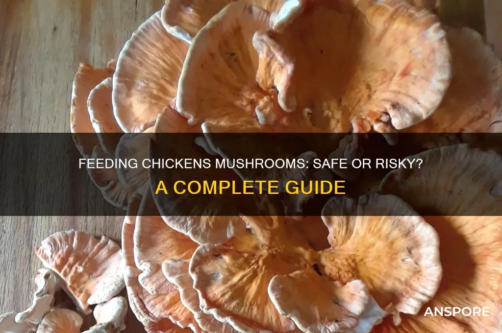 can you give chickens mushrooms