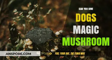 Can Dogs Safely Eat Magic Mushrooms? Risks and Facts Explained