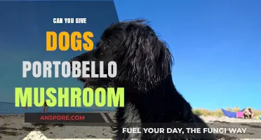 Can Dogs Eat Portobello Mushrooms? A Safe Feeding Guide
