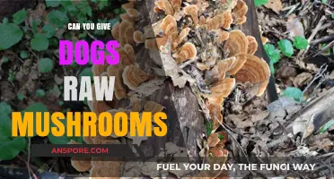 Are Raw Mushrooms Safe for Dogs? A Complete Guide