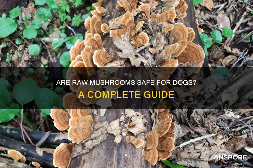 can you give dogs raw mushrooms