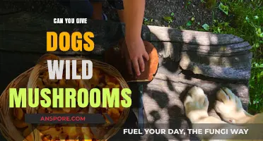 Are Wild Mushrooms Safe for Dogs? Risks and Precautions Explained