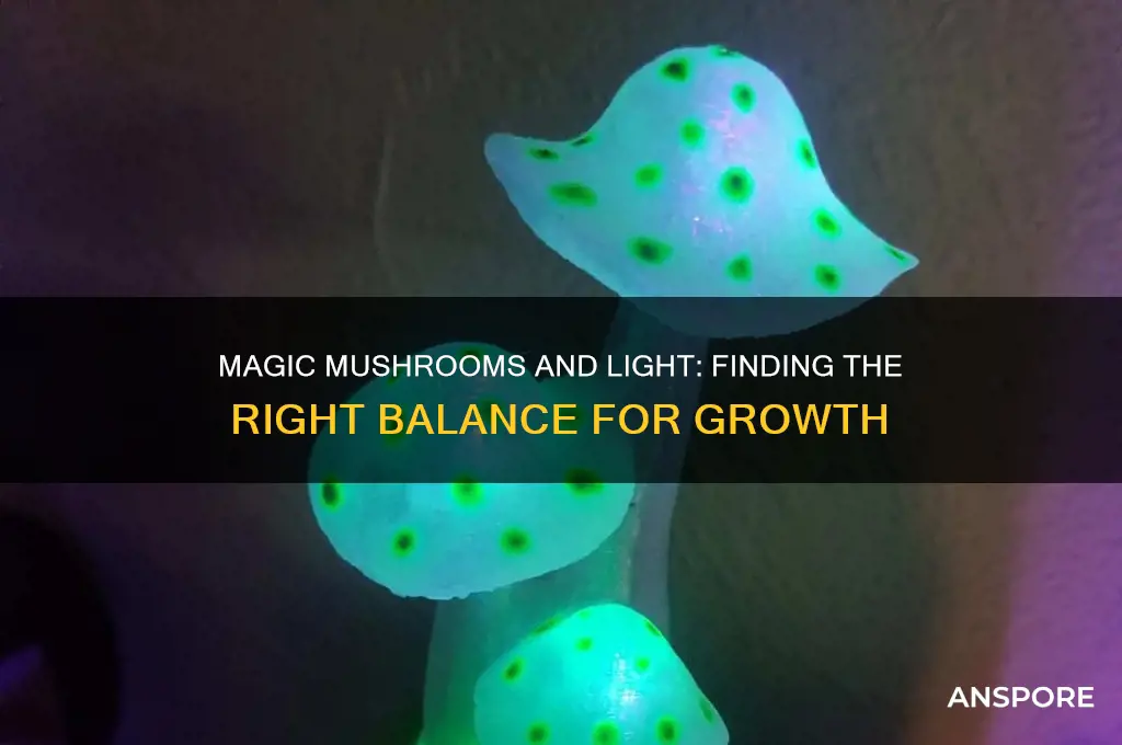 can you give magic mushrooms too much light