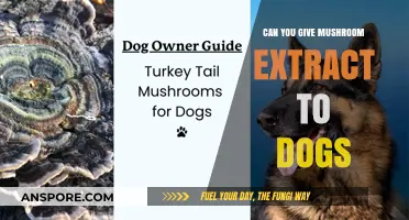 Mushroom Extract for Dogs: Safe or Risky? Expert Insights