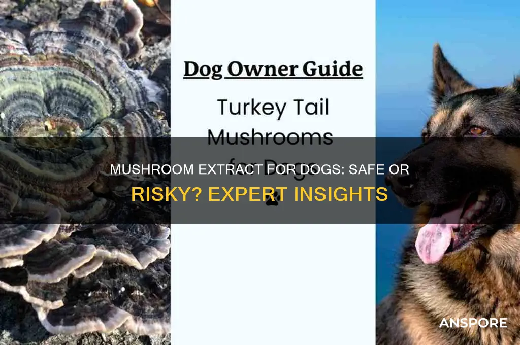 can you give mushroom extract to dogs