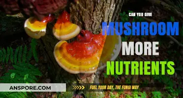 Boosting Mushroom Nutrition: Simple Techniques for Healthier, Nutrient-Rich Harvests