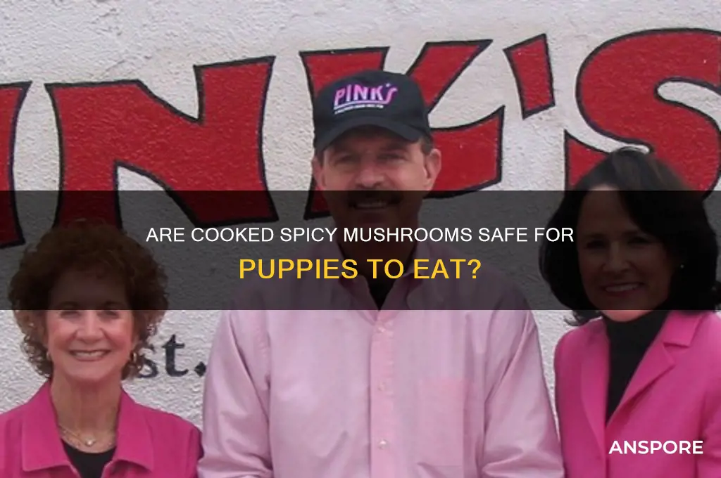 can you give puppies cooked spicy mushrooms