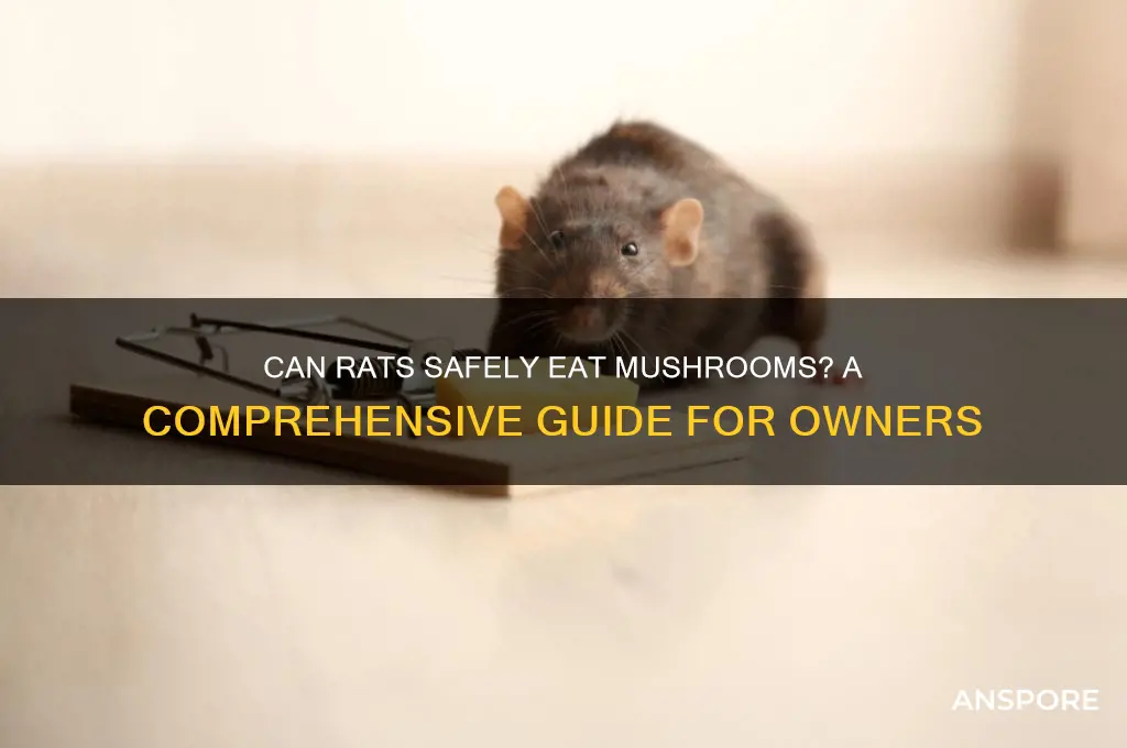 can you give rats mushrooms