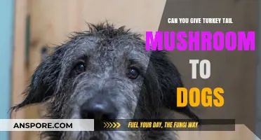 Turkey Tail Mushrooms for Dogs: Safe, Beneficial, or Risky?