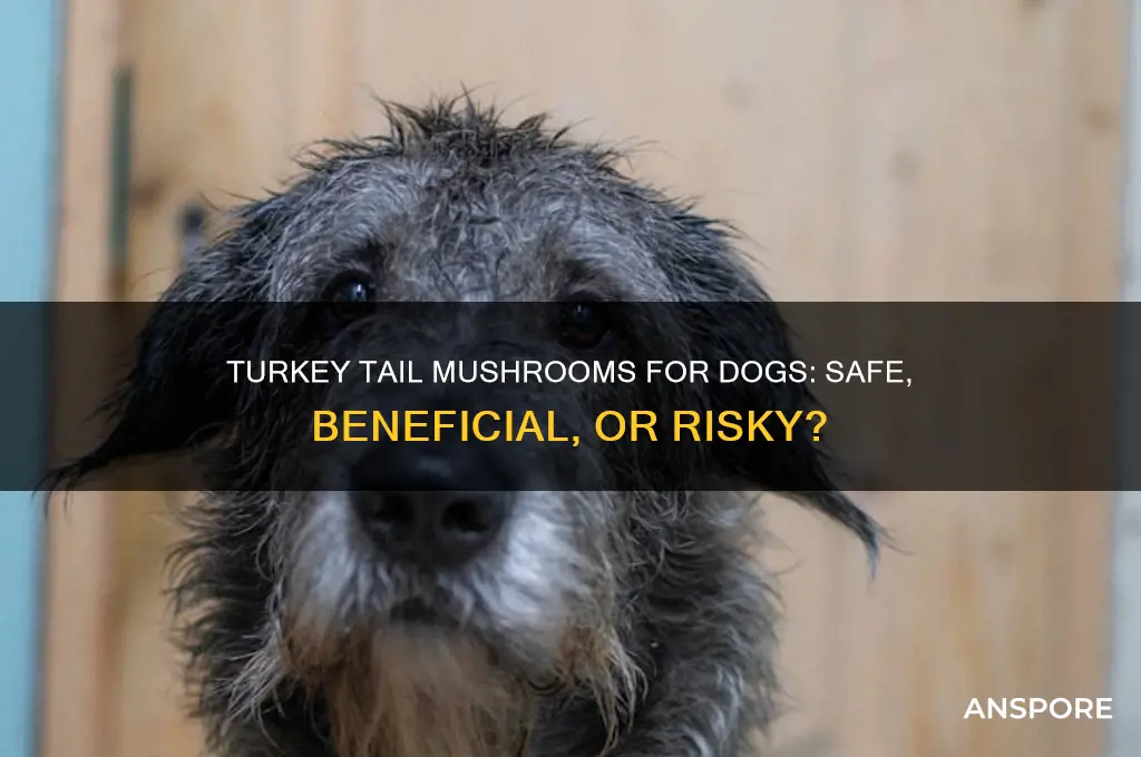 can you give turkey tail mushrooms to dogs