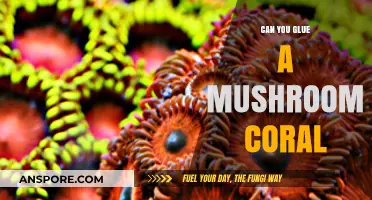 Gluing Mushroom Corals: Tips and Tricks for Successful Aquarium Adhesion