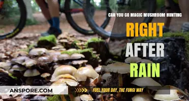Post-Rain Magic Mushroom Hunting: Timing, Tips, and Safety Guide