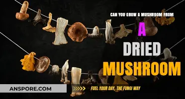 Reviving Dried Mushrooms: Can You Grow a New Fungus from Old?