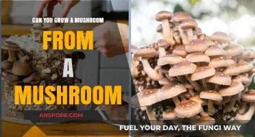 Growing Mushrooms from Mushrooms: A Simple Guide to Propagation