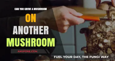 Growing Mushrooms on Mushrooms: Exploring Fungal Cultivation Techniques