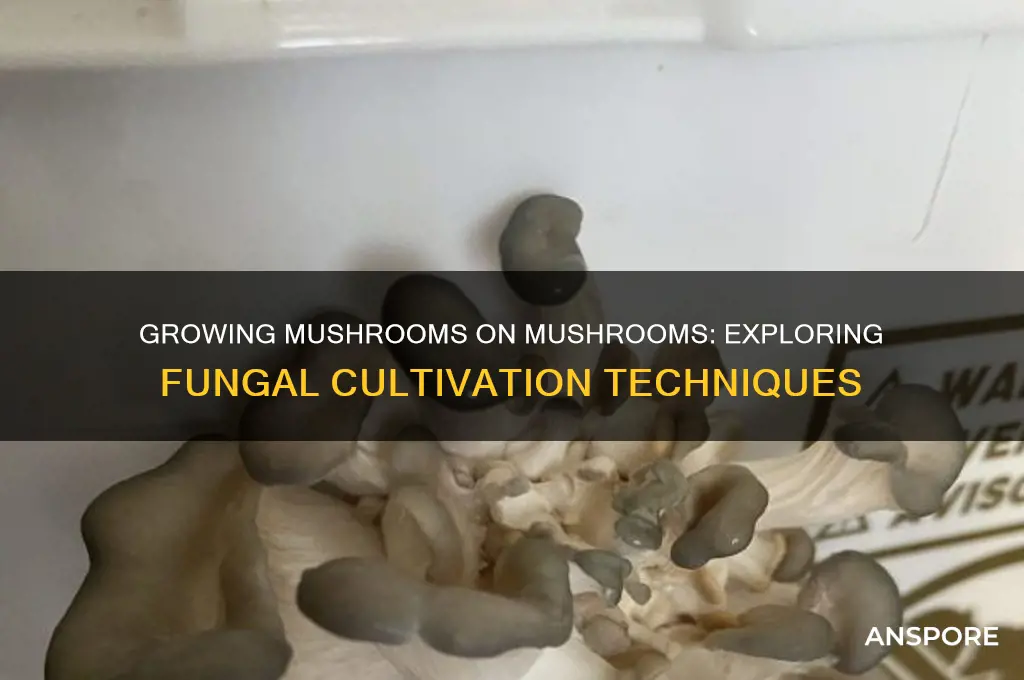 can you grow a mushroom on another mushroom