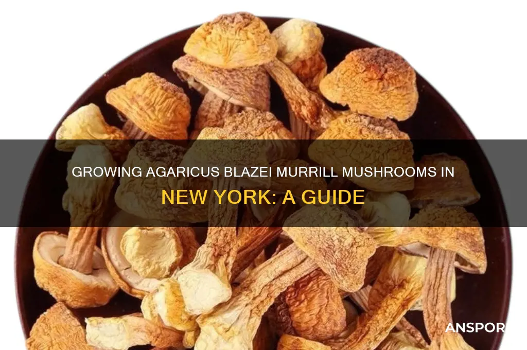 can you grow agaricus blazei muilli mushroom in ny