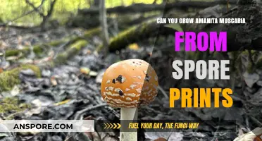 Growing Amanita Muscaria: A Guide to Using Spore Prints