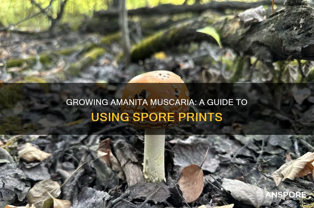 can you grow amanita muscaria from spore prints