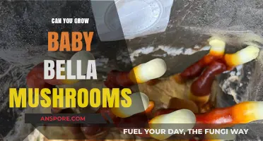 Growing Baby Bella Mushrooms: A Beginner's Guide to Cultivation Success