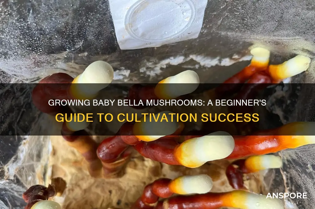 can you grow baby bella mushrooms