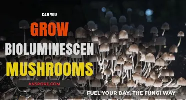 Growing Bioluminescent Mushrooms: A Guide to Glowing Fungi Cultivation
