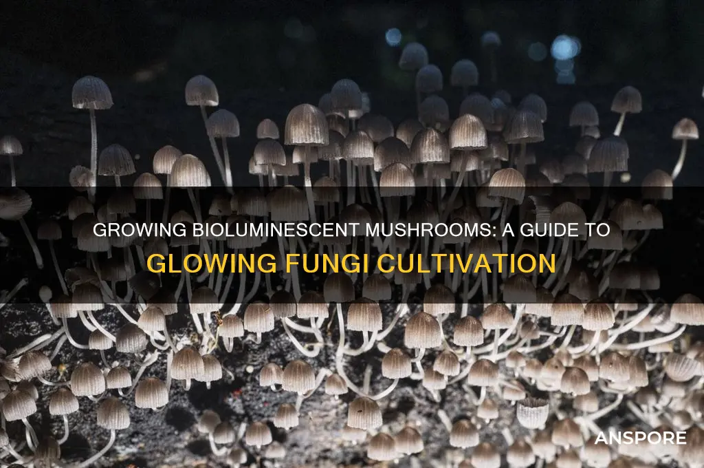 can you grow bioluminescent mushrooms
