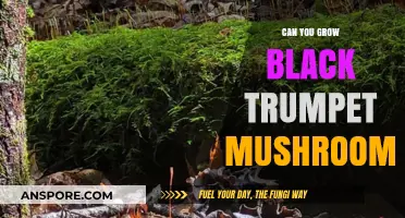 Growing Black Trumpet Mushrooms: Tips for Cultivating This Delicate Delicacy