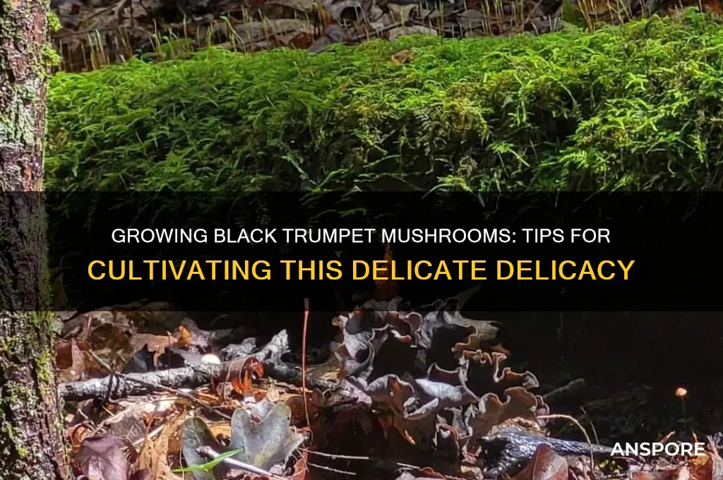 can you grow black trumpet mushrooms